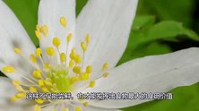 3月吃此菜正当时，鲜嫩脆口，低脂营养好，妈妈和孩子要多吃