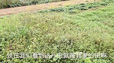 这一大片地都是我家的，准备拿来种点水果或者药材