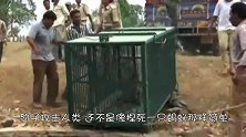 豹子突然挣脱网子，吓得上百村民四处逃窜，现场一片混乱！