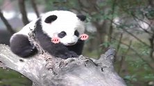 熊猫：奶爸快救我，我屁屁卡在树墩了，搭把手一下就好！