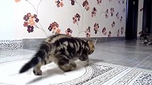 宠物猫咪大锦集，好奶萌的小猫，我可以收养一只吗