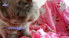 主人五千元救回的小胖猫，主动给主人按摩，胖猫：别谈钱，忒俗