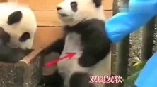 熊猫：饲养员端走奶瓶，熊猫开始碰瓷，假装腿软站不住！