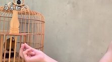 养鸟：建议养一只画眉鸟，这叫声是鸣鸟之中最好听的