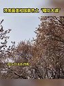 山东济南：最美校园春色之“樱花大道”