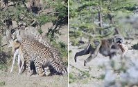 肯尼亚3只猎豹幼崽抓住小羚羊后不知怎么吃 结果被狒狒抢走