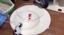 一群吃饱喝足的猫咪，坐在主人制作的各种玩具上，好安逸啊