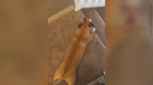 懒惰的狗狗，下楼梯的时候，只用两只前肢！