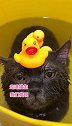 猫：以后对我好一点，我可是练家子.....喵 全村最馋的女子