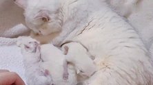 超级大眼的猫咪薛宝钗，母爱强大好爱自己的小奶猫哦