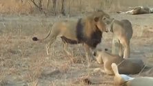 每一只母狮都会用自己的方式去迎接狮王的归来！