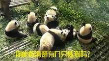熊猫聚众唠嗑，一堆毛绒娃娃！