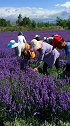 伊犁霍城县大西沟乡农田里，花农们辛苦的一天，薰衣草是这么收割的