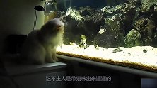 猫咪发现新大陆，比小鱼干还好吃的食物