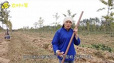 农村媳妇下地干农活，一铁锹下去发现了啥宝贝？媳妇越挖越激动！