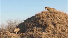 野猪做梦都没想到,一觉醒来豹子守在家门口,这下精彩开始了