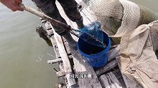 网友要5斤大老头鱼，老杜攒了三天采购，各个巴掌大真带劲