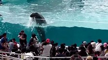 鱼鱼没吃过，虎鲸发飙狂喷水，可怜的游客坐在前排遭殃