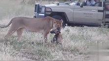 狮口脱险野狗在被狮子捕获的时候，就没希望了
