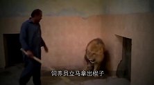 狮子被主人训斥，委屈得像个400斤胖子，可怜兮兮趴在地上！