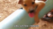 小狗卡在水管里，汪汪呼救！一对父子的做法让人暖心