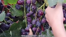 “天然安胎药”找到了，孕妈平时多吃点，益智安胎，宝宝皮肤好