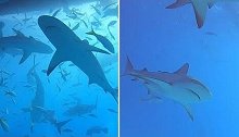 澳大利亚一名男子在巴哈马潜水时与大量鲨鱼一起游泳