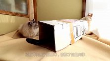 主人家的猫咪对盒子非常感兴趣，不停地往里面钻，样子可爱极了