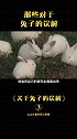 冷知识兔子为什么不吃窝边草？涨知识
