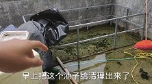 楼顶两个小鱼池清理出来，才20天没换水，整个鱼池都是青苔