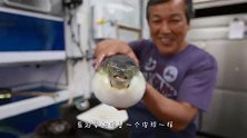 圆鼓鼓的河豚太可爱了，厨师一刀下去要爆炸了？镜头记录全过程