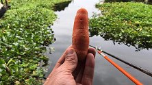 钓鱼新方法，胡萝卜钓大鲤鱼，看一遍可以学会！