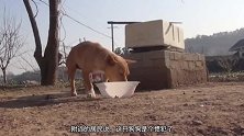 狗狗深知流浪生活的心酸，为了狗宝宝有饭吃，独自出门寻找食物