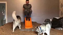 主人用发卡夹住哈士奇的腿，二哈还以为腿瘸了，连路都不会走了