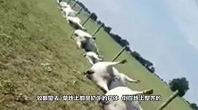 夜里电闪雷鸣，第二天农场主去牧羊，才发现羊儿无一幸免
