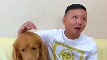 胎爸养狗前和养狗后的区别，金毛轮胎演技爆棚，被感动哭了