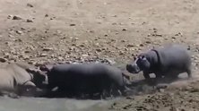 非洲草原上犀牛VS河马，看看谁更强