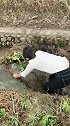 身在农村就是好，一簸箕下去全是鱼，小姐姐赚大了！