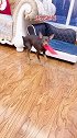 小鹿犬的零用钱被主人用了，瞧它的反应太聪明了，你们看完别笑