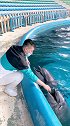 大头驯养师 在跟小海豚聊什么呢 这么开心  有谁想知道呢