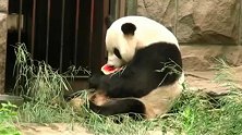 大熊猫吃西瓜，坐在角落里慢慢吃，吃得很干净