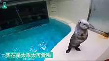 小海獭和饲养员握手手，真是萌坏了啊！