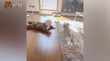 萌娃初学爬行呆在地上进退两难 狗狗往地上一趴下一秒全家爆笑