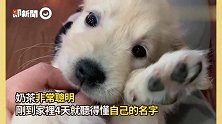 好贪吃！黄金猎犬一早起床要饭，无辜大眼卖萌融化网：抱紧处理