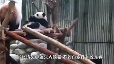 严重怀疑，这些熊猫是你们生出来玩的吧？可怜的熊猫宝宝