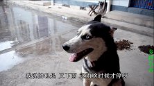 哈士奇想吃炸骨肉相连了，小吉立马开始动手制作，可真贴心