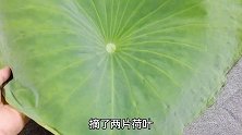 荷叶煮鸡蛋，没想到作用这么厉害，我也今天才知道