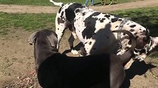 威猛的大丹犬来到狗狗公园，俯视斗牛犬！大哥的地位都被撼动