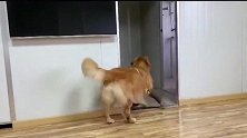 牛牛为了自己玩球踹门跳窗一气呵成王子一脸楞这是要反目成仇