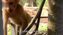 猴子一把抢过游客可乐，抱着刚喝几口下肚，下一秒意外突然发生了